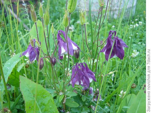 фиолетовый