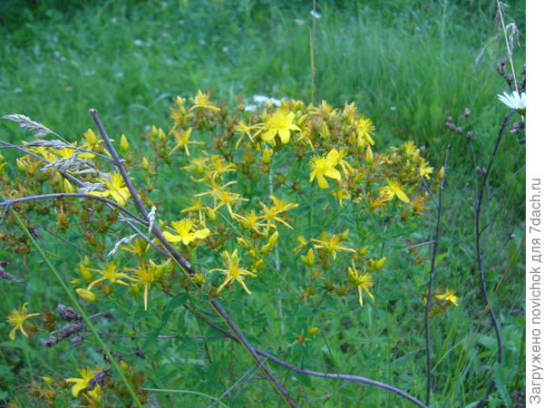 зверобой и ромашка присоседилась