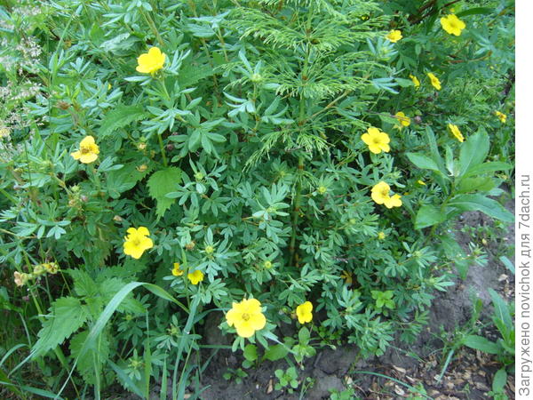 курильский чай в окружении сорников