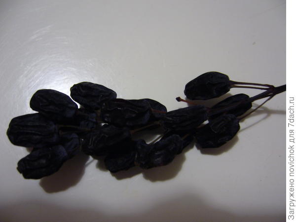 ягоды барбариса