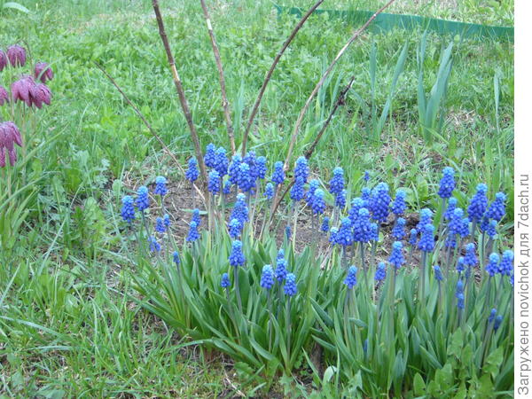 сухие веточки гортензии объеденные мышами зимой