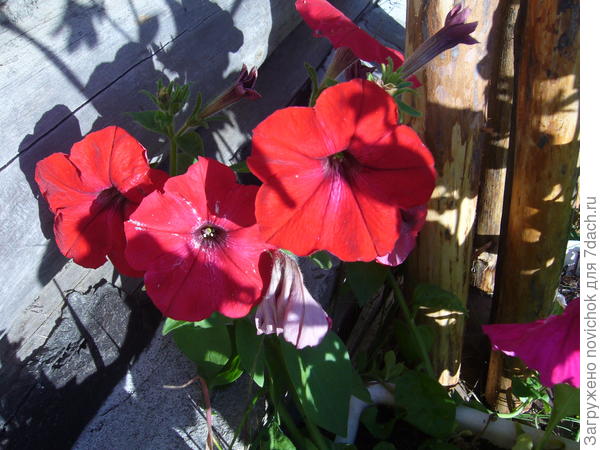 Такого алого цвета я не ожидала, но очень понравился