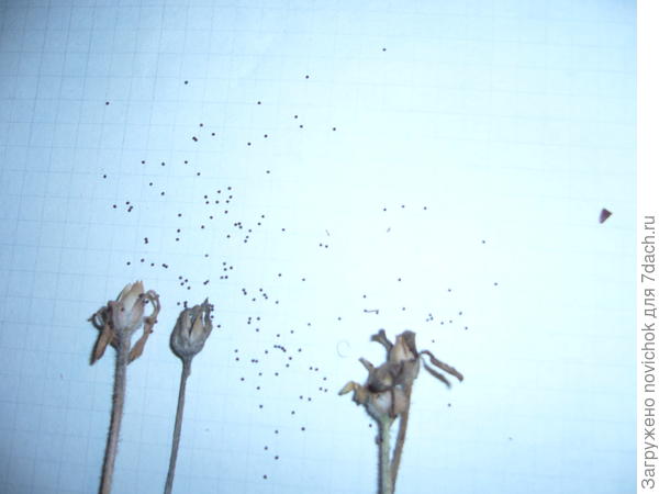 Семенные коробочки