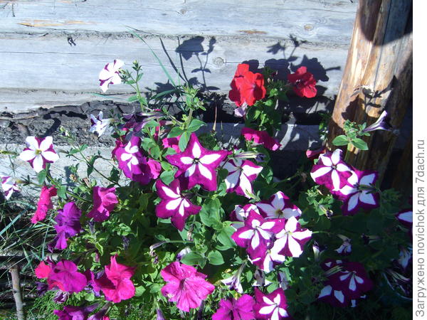 Некоторые похожи "на своих родителей"