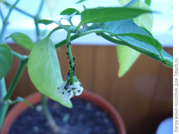 острый перец Феникс от Поиска