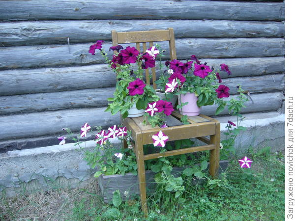 С этих цветов были собраны семена