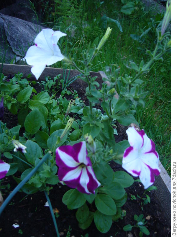 На одном растении получилось три разных по расцветке цветочка