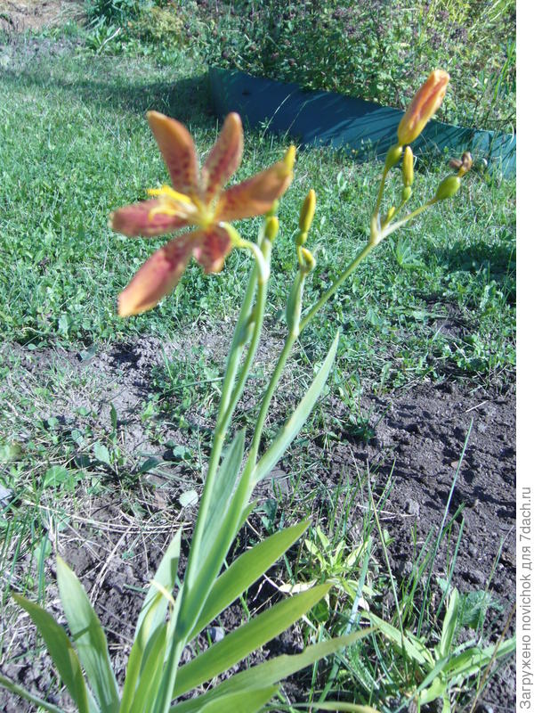 беламканда