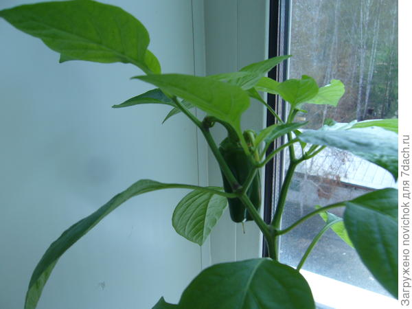 первый урожай 7 мая 2017г