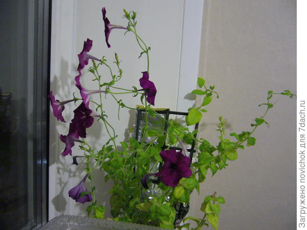 петуния растет с прошлого года