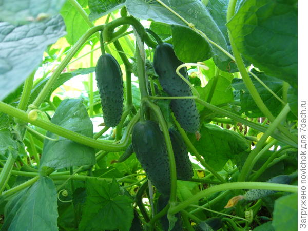 Паратунка замечательный огурец