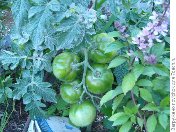 коробка от сока пролежала под кустом помидора в качестве маркера, на солнце и под дождем только выгорела немного