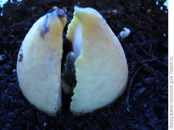 так выглядел росточек 11.03.2018г