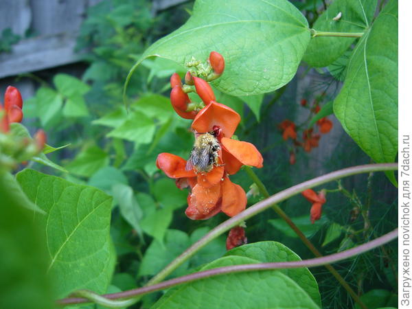 фасоль декоративная