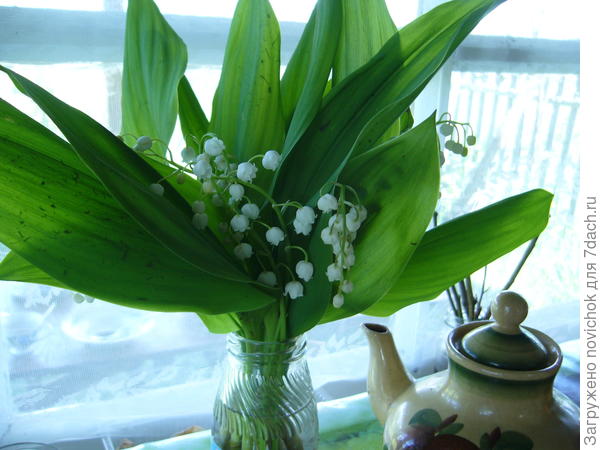 ландыш майский сейчас цветет