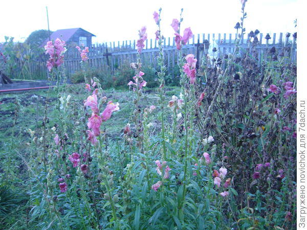 1 октября 2017