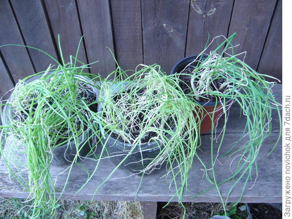 так он выглядел перед высадкой в грунт