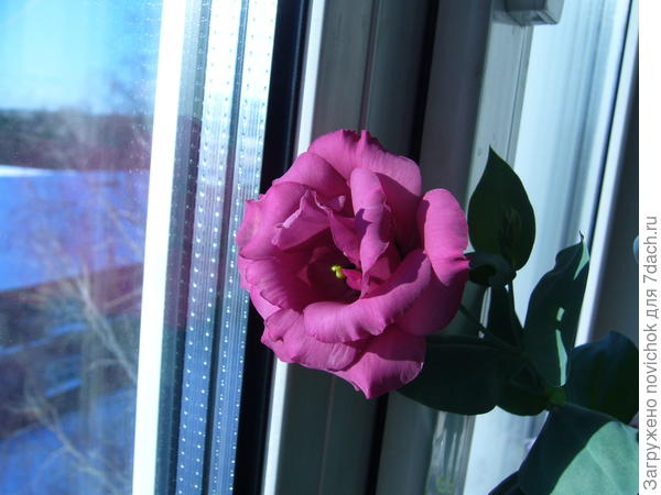 зацвела эустома посаженая ровно ГОД назад, как раз к годовщине свадьбы