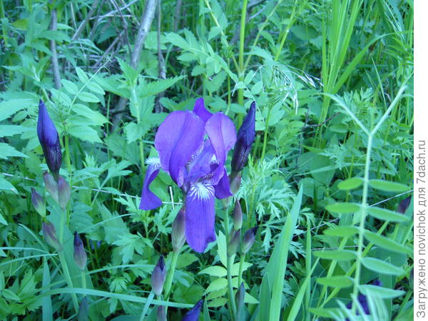 простой ирис сорт  &quot;подзаборный&quot;))