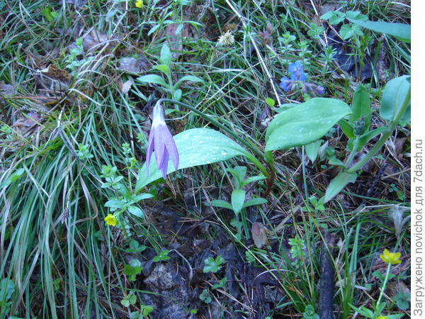 приезжай на Алтай в апреле, увидишь...