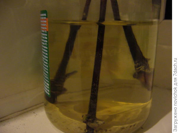 корней не видно