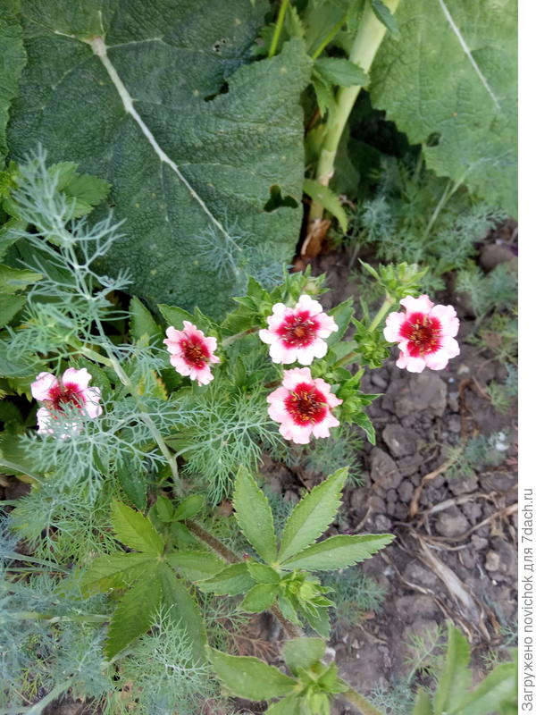 как его зовут?