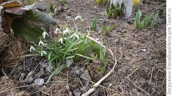 Подсвечники под грушей