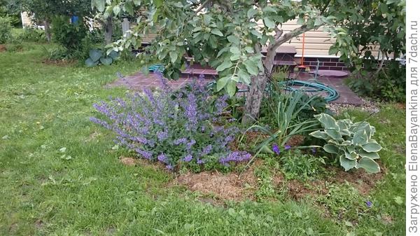 Котовым Фасона прекрасно растет под яблоня,