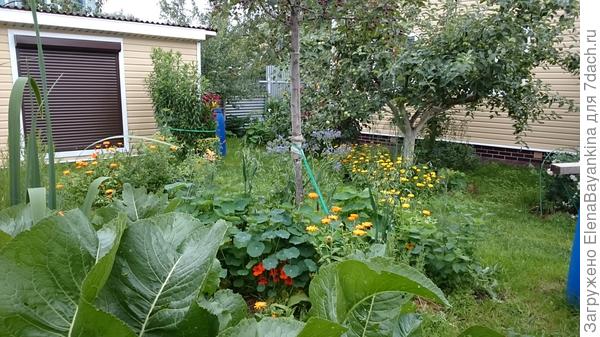 Календулы радует глаз под китайской Макамик