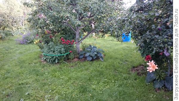 Хвосты само собой прекрасно чувствуют себя под кроной плодовых деревьев