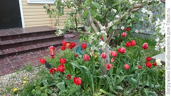 Конечно тюльпаны и нарциссы