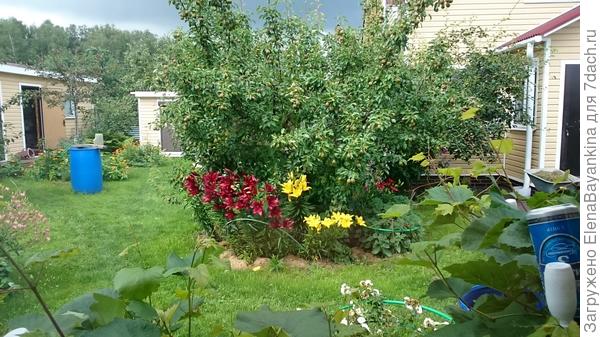 Лилии под грушей