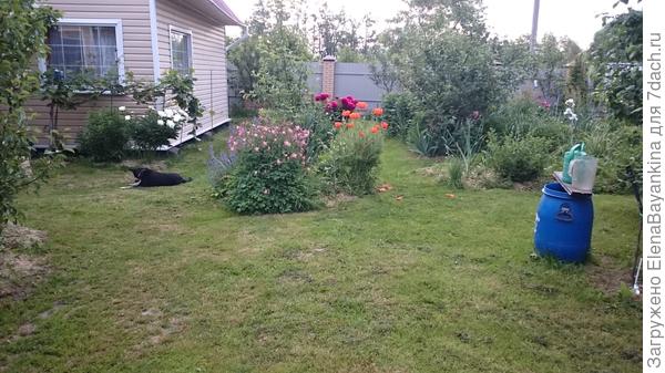 Мак восточный, аквилегия тоже растут в приствольных кругах