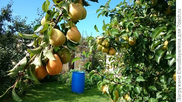 Ещё одна фото той же груши