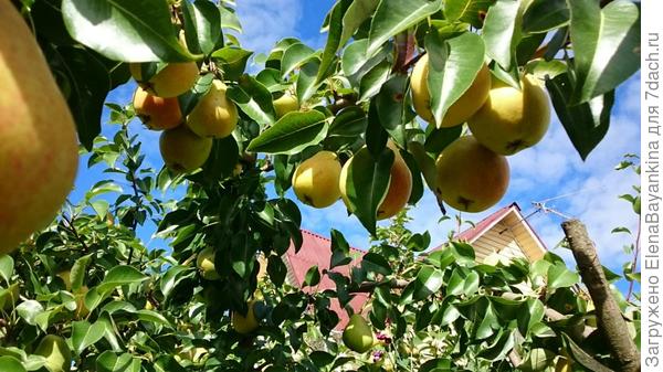 Зимой так хорошо смотреть на фото, вспоминая красочное и вкусное лето!