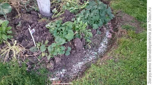 Удобрение засыпанное в канавки.