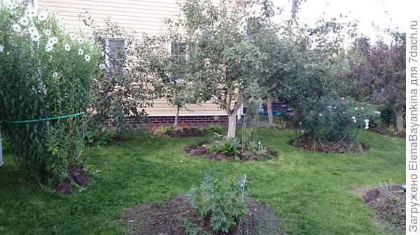 Готовлю приствольные круги к зиме.