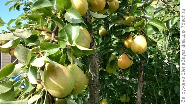 А это плоды груши, той, которая с хостой в предыдущей фото.