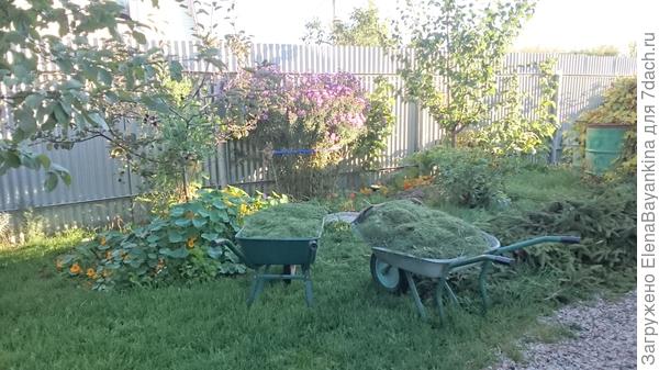 В тачках скошенная трава, которая идёт в приствольные круги.