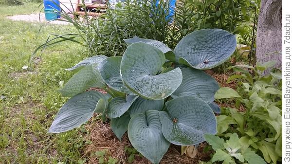 Хоста под грушей. Земля замульчировала травой.