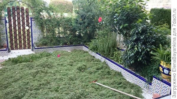 Скошенная трава