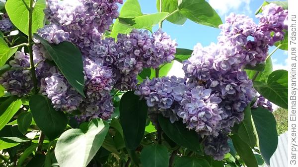 Сирень