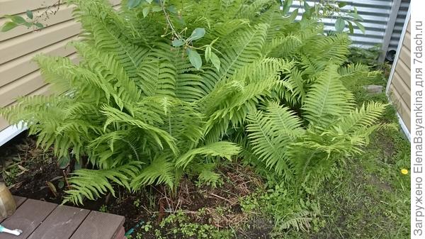 Папоротник