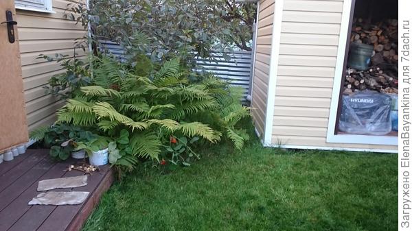 Папоротник