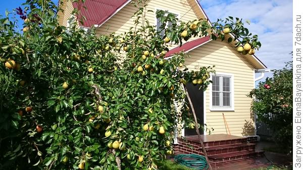 Груша, лето 2015