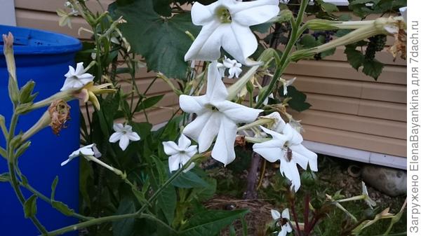 Табак душистый