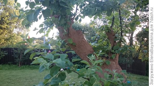 Это фото другой яблони, напомню у нас их 11