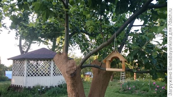 Через год после радикальной обрезки