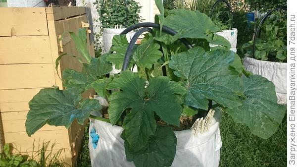 Растут голубчики