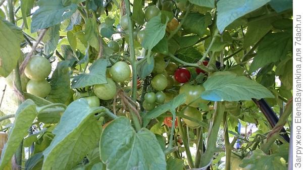 начали краснеть...